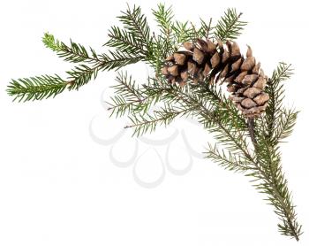 detail of christmas frame - twig of fir tree with cone on white background
