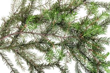 branches of spruce tree on white background
