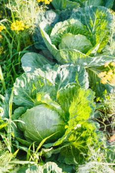 garden bed with organic ripe cabbages in summer