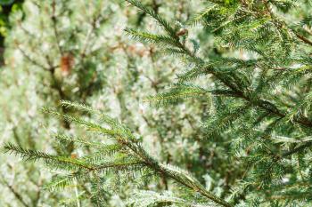 natural background - green spruce tree branches in forest