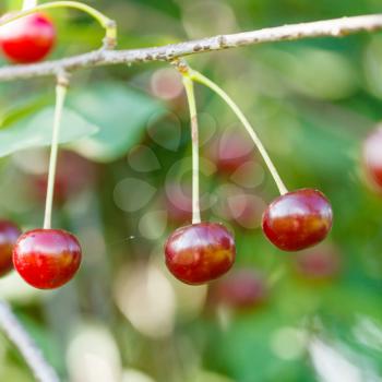 three red cherry ripe fruits close up on tree branch in summer day