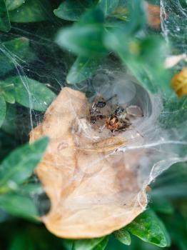 spider in cobweb close up on boxwood bush outdoor