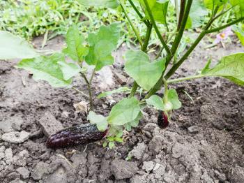 bush with ripe eggplants on bed in garden