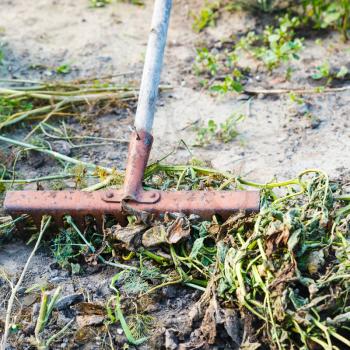 cleaning of garden bed from dried weeds by garden rake