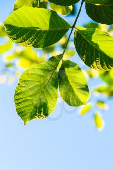 natural background - backlighting green leaves of walnut tree and blue sky in summer