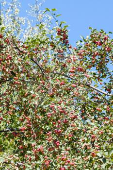 tree branch with little ripe red wild apples in forest in summer