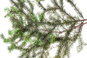 branches of fir tree on white background