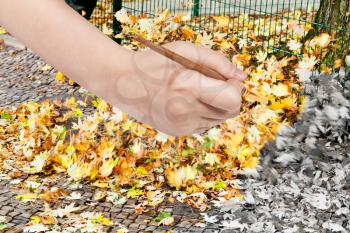 nature concept - hand with paintbrush paints fallen yellow leaves on street in autumn