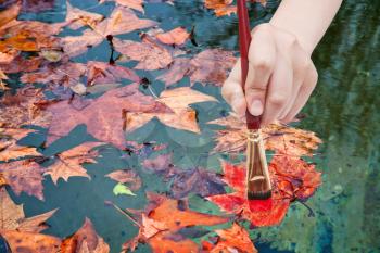 nature concept - hand with paintbrush paints maple leaves floated in pool in red colour in autumn