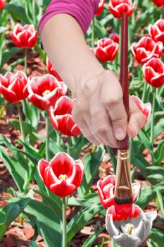 nature concept - hand with paintbrush paints tulip flowers in red colour at flowerbed