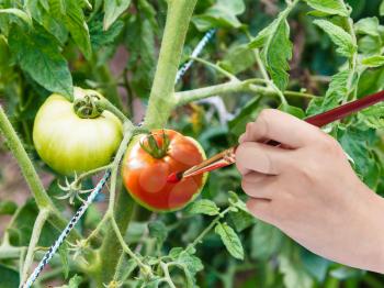 harvesting concept - hand with paintbrush paints red ripe tomato in garden