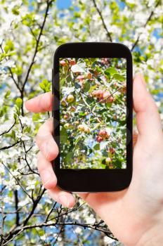 garden concept - farmer photographs picture o fpink apples on branch with white blossoming apple tree on background on smartphone