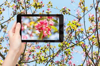 garden concept - farmer photographs picture of pink flowers on blossoming twigs of apple tree and blue sky on background on tablet pc