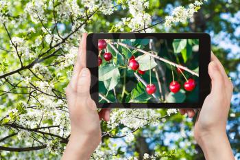 garden concept - farmer photographs picture of twig with ripe cherry with white blossoming cherry tree on background on smartphone