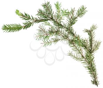 detail of christmas frame - one simple fresh twig of fir tree on white background