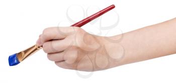 hand holds artistic flat paintbrush with blue painted tip isolated on white background