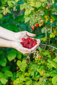 harvesting - fistful of ripe raspberries with green bush on background