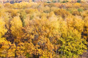 above view of yellow forest in sunny autumn day