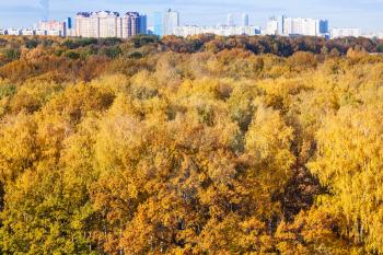 yellow forest and city on horizon in sunny autumn day