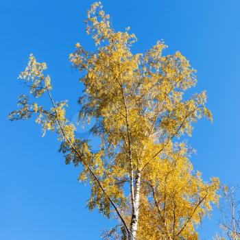 birch tree with yellow leaves on blue sky background in sunny autumn day