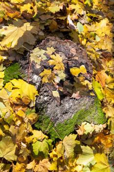 fallen yellow leaves on stump in sunny autumn day