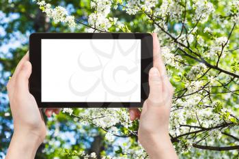 travel concept - hand holds tablet pc with cut out screen and white blossoming tree in spring on background