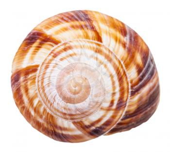 spiral mollusc shell of land snail isolated on white background