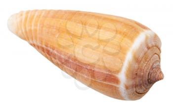 mollusk shell of sea cone snail isolated on white background
