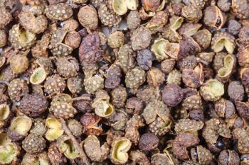 food background - many dried pods of Sichuan pepper