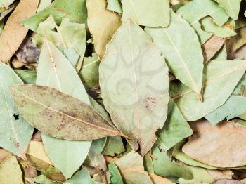 food background - dried green aromatic bay leaves