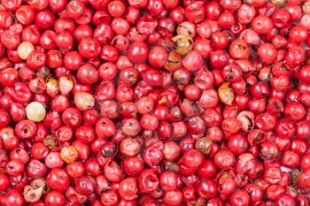 food background - many red pepper peppercorns
