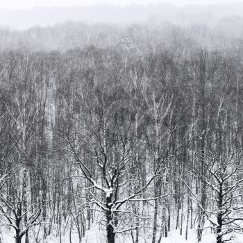 bare trees in snowfall in forest in cold winter day
