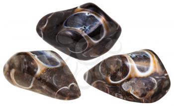 three turitella fossil natural gem stones isolated on white background