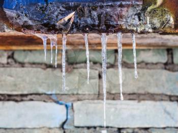 icicles on roof of house with brick wall in sunny winter day