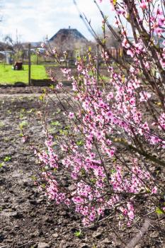 pink blossoming peach tree and vegetable garden in countryside in spring
