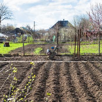 plough vegetable beds and cultivato in village in spring