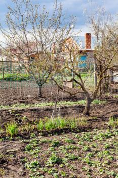 vegetable garden and cherry trees in country backyard in spring