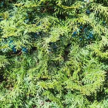 natural background - green twigs and foliage of Thuja tree