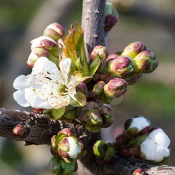 white flowers and buds of blossoming black cherry (shpanka) tree close up in spring