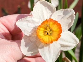 hand holds Narcissus Tazetta cultivar flower with fly close up