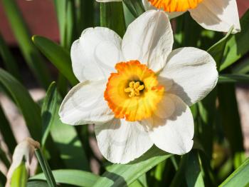 bloom of Narcissus Tazetta cultivar flower close up