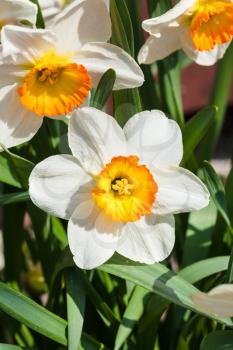 bunch of Narcissus Tazetta cultivar flowers close up outdoor