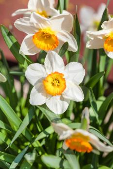Narcissus Tazetta cultivar flowers on flower bed in garden