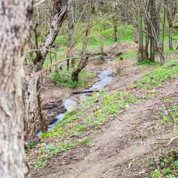 little stream in forest in spring in caucasus mountains