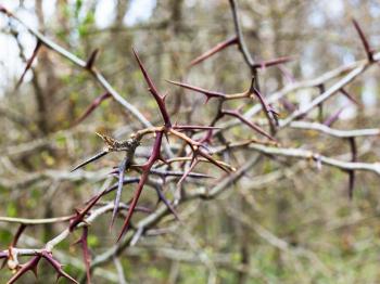 thorns on bare twigs of acacia tree in spring