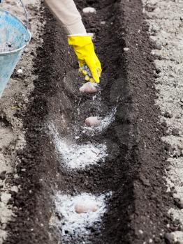 planting vegetables in garden - farmer fertilizes soil by organic fertilizer (ash) for growing potatoes in vegetable garden