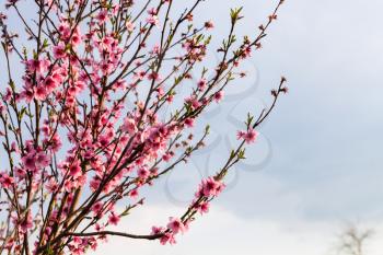 peach flowers on twigs with gray sky background in spring evening