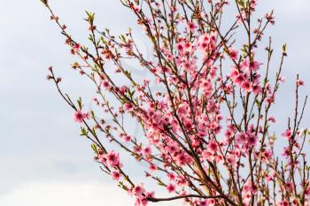 pink flowers on peach tree twigs with gray sky background in spring evening
