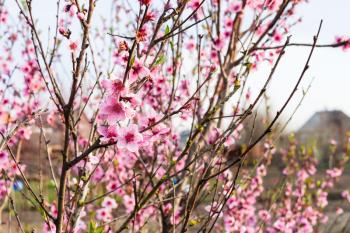 flowering peach tree in sunny spring evening