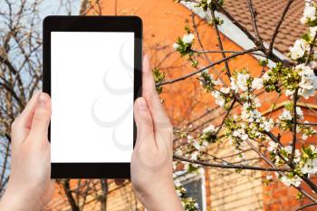 season concept - farmer photographs flowering cherry tree on country house backyard on tablet pc with cut out screen with blank place for advertising